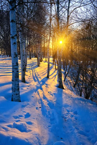 Západ slunce v Zimním parku — Stock fotografie