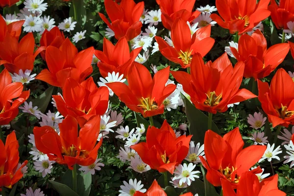 Natural backgrounds: tulips — Stock Photo, Image