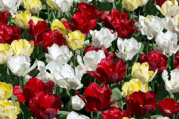 Přirozené pozadí: tulipány — Stock fotografie