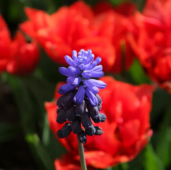 Çiçeklik keukenhof bahçeleri — Stok fotoğraf