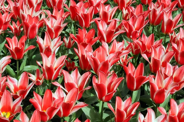 Fundos naturais: tulipas — Fotografia de Stock