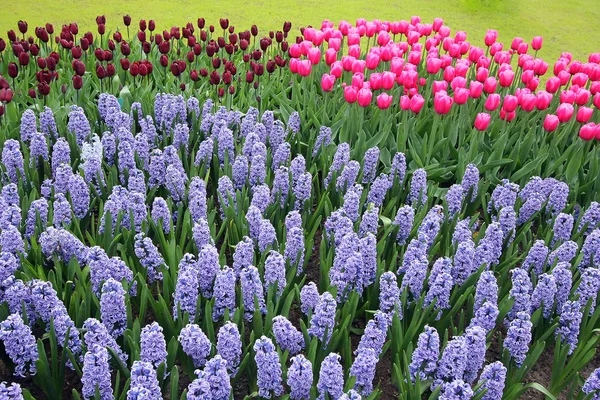 Cama de flores en los jardines Keukenhof —  Fotos de Stock