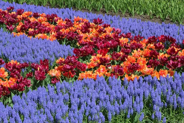 Кровать квітки у сади Кекенхоф — стокове фото