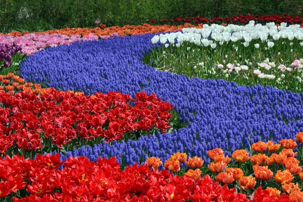Lit de fleurs dans les jardins de Keukenhof — Photo