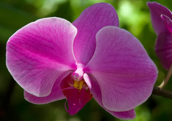 stock image Tropical flower