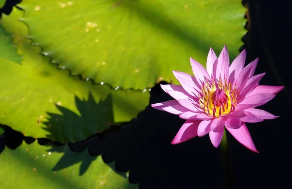Tropical waterlily — Stock Photo, Image