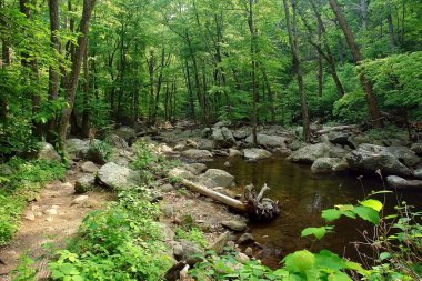 Wood river in Shenandoah National park clipart