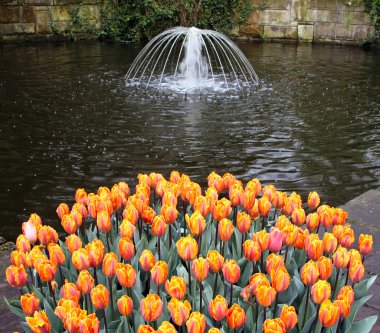 Flower bed in Keukenhof gardens clipart