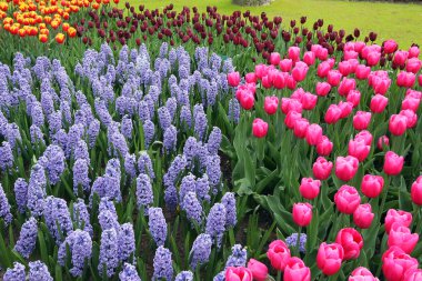 Flower bed in Keukenhof gardens clipart