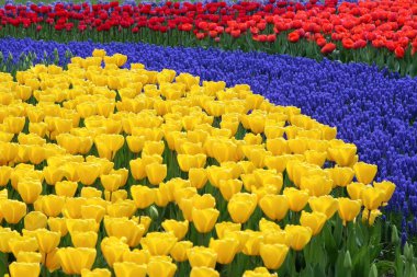 Flower bed in Keukenhof gardens clipart