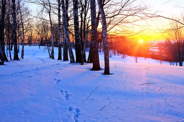Hermosa puesta de sol en un bosque de invierno — Foto de Stock