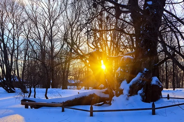 冬の森の美しい夕日 — ストック写真