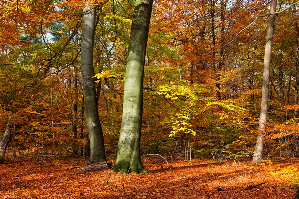 Vibrant image of autumn forest — Stock Photo, Image
