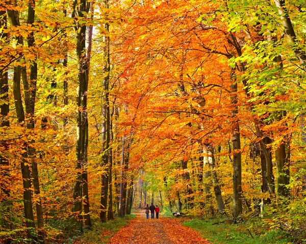 Caminhando no parque de outono — Fotografia de Stock