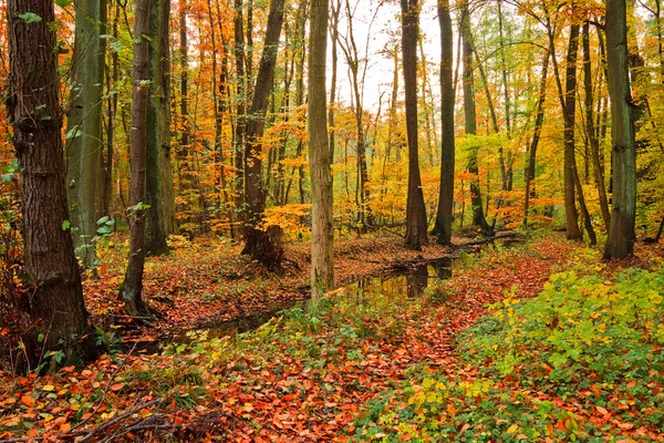 Деревянная река в осеннем лесу — стоковое фото