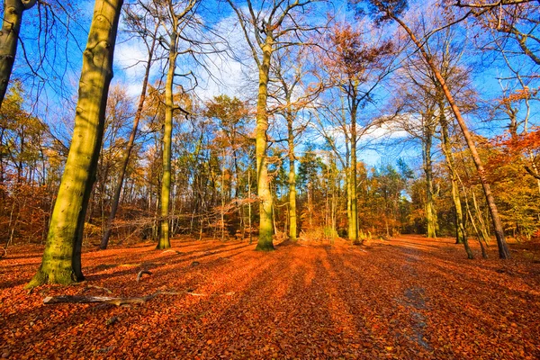 Vibrant image of autumn park — Stock Photo, Image