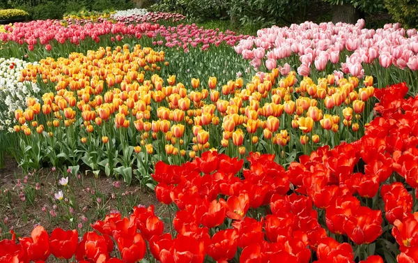 Fondos naturales: tulipanes —  Fotos de Stock