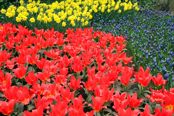 쿠 정원에서 꽃밭 — 스톡 사진