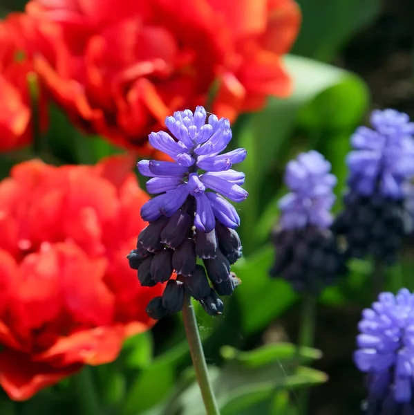 Cama de flores en los jardines Keukenhof — Foto de Stock