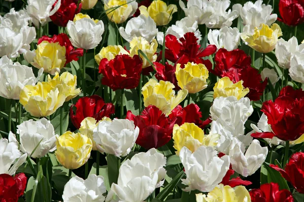Природного фону: Тюльпани — стокове фото