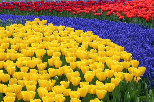 Cama de flores en los jardines Keukenhof —  Fotos de Stock