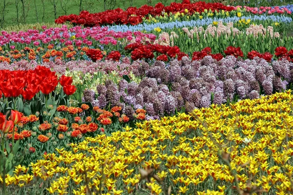 Cama de flores em Keukenhof jardins — Fotografia de Stock