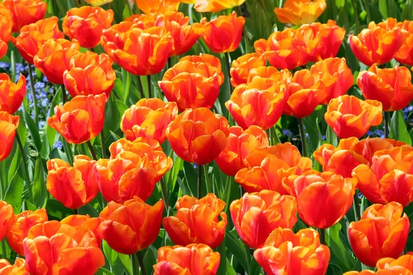 Fundos naturais: tulipas — Fotografia de Stock