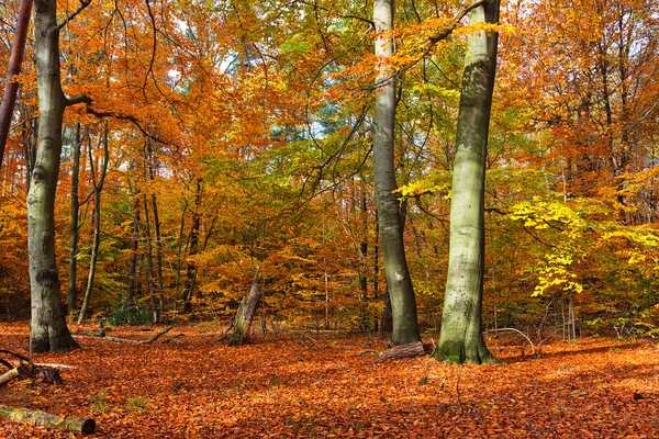 Яркий образ осеннего леса на закате — стоковое фото