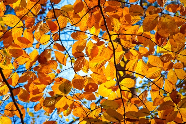 黄色、 橙色和红色秋天树叶在阳光灿烂的日子 — 图库照片