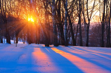 Red sunset in a winter forest clipart