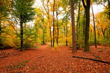 Vibrant image of autumn forest at sunset clipart