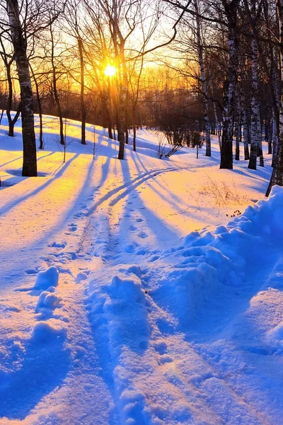 Hermosa puesta de sol en el parque de invierno — Foto de Stock