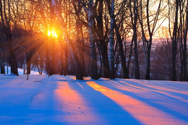 Kış orman içinde kırmızı günbatımı — Stok fotoğraf