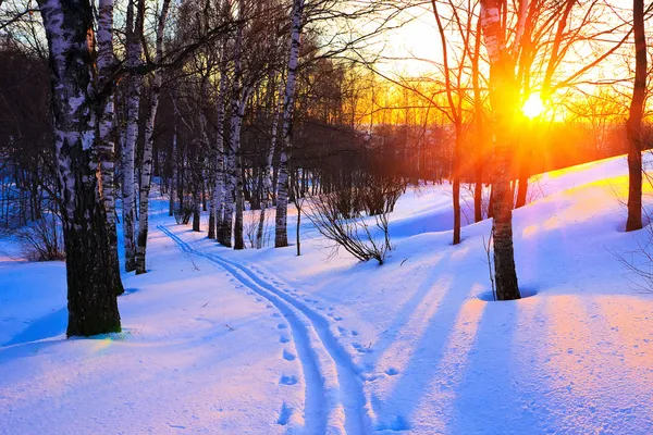 Rudý západ slunce v zimním lese — Stock fotografie