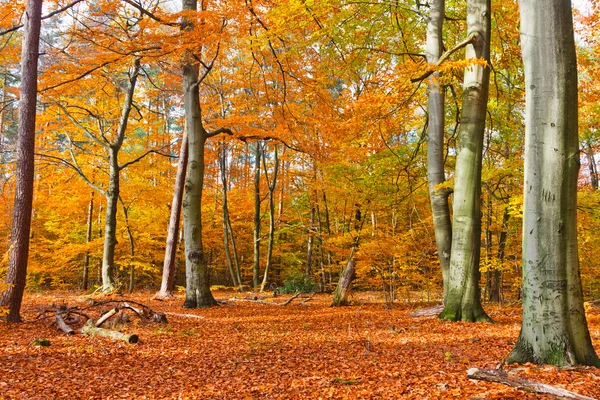 夕暮れの秋の森の活気に満ちたイメージ — ストック写真