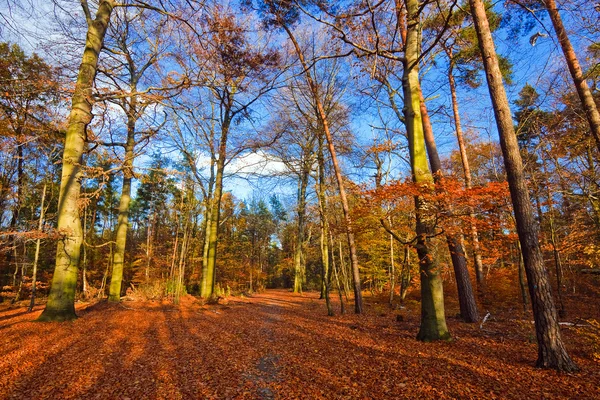 Imagem vibrante da floresta de outono ao pôr do sol — Fotografia de Stock