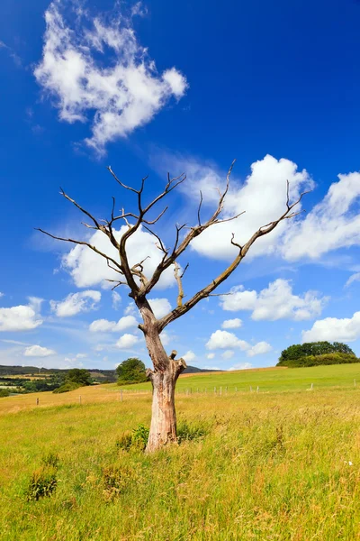 牧草地で古い枯れ木 — ストック写真