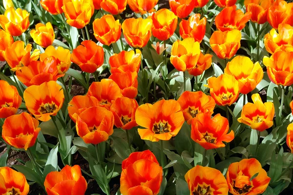 Fondos naturales: tulipanes —  Fotos de Stock