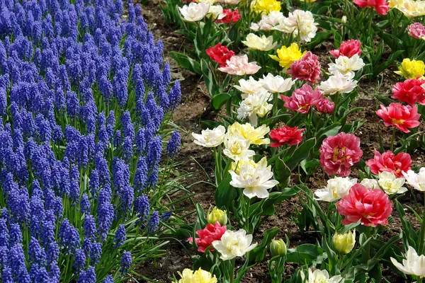 Lit de fleurs dans les jardins de Keukenhof — Photo