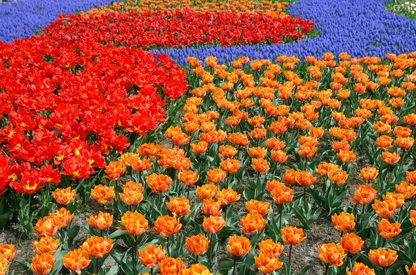 Naturalnego tła: tulipany — Zdjęcie stockowe