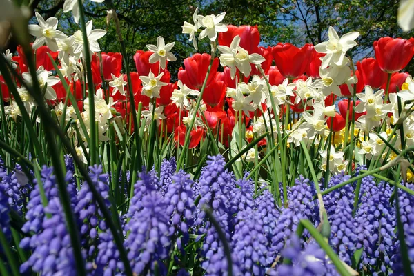 Cama de flores en los jardines Keukenhof — Foto de Stock