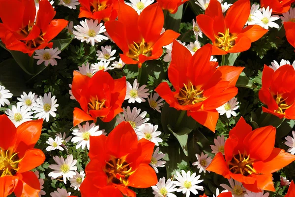 Naturalnego tła: tulipany — Zdjęcie stockowe