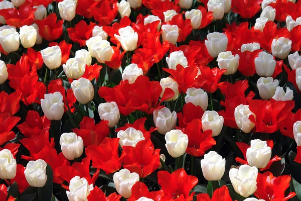 Přirozené pozadí: tulipány — Stock fotografie