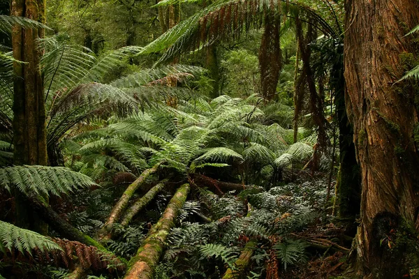 Forêt tropicale, Australie — Photo