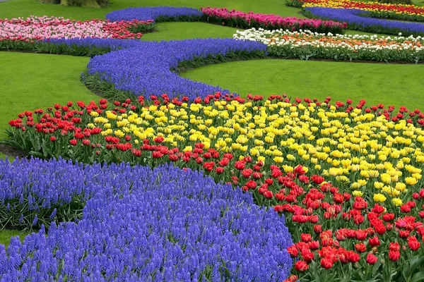 Cama de flores en los jardines Keukenhof —  Fotos de Stock
