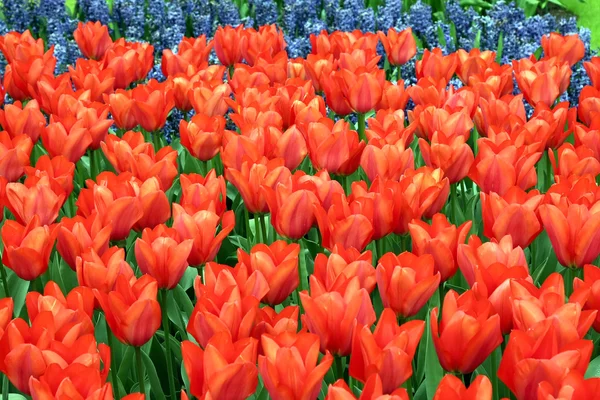 Natural backgrounds: tulips — Stock Photo, Image