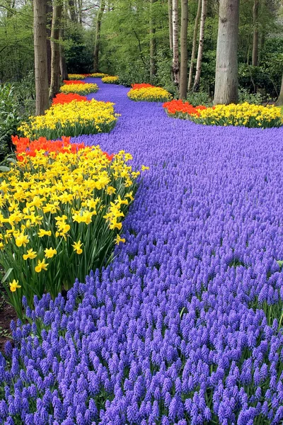 Flower bed in Keukenhof gardens — Stock Photo, Image