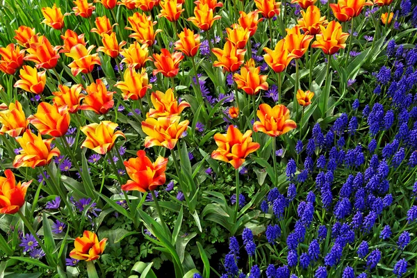 Kwiat łóżko w ogrody keukenhof — Zdjęcie stockowe