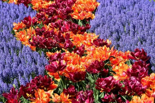 キューケンホフの花壇 — ストック写真