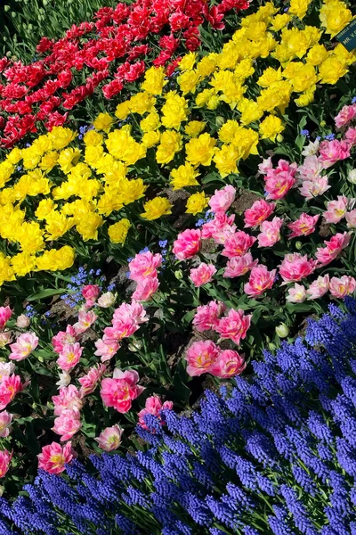 Blomsterbed i Keukenhof hager – stockfoto
